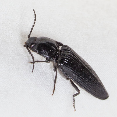 Click Beetle Hemicrepidius
