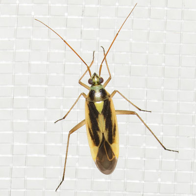 Two-spotted Grass Bug (Stenotus binotatus)