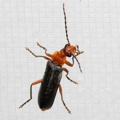 Soldier Beetle (Podabrus pruinosus)