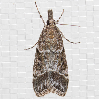 4722 (Eudonia rectilinea)