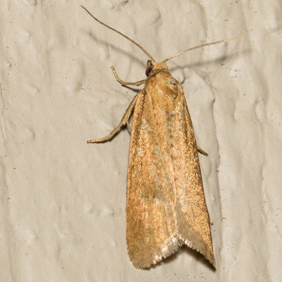 3566 Omnivorous Leaftier Moth (Cnephasia longana)