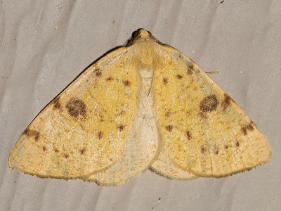 6431 Sulphur Moth (Hesperumia sulphuraria)