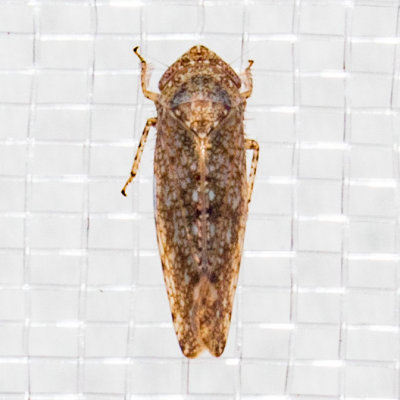(Paraphlepsius irroratus) Bespeckled Leafhopper