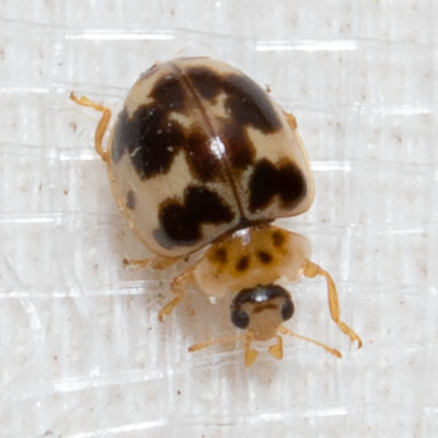 Western Psyllobora Lady Beetle (Psyllobora borealis)