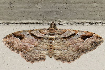 Bent-line Carpet (Costaconvexa centrostrigaria)