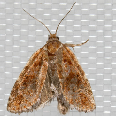 3639-46 (Choristoneura fumiferana group)