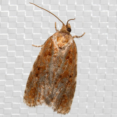 3639-46 (Choristoneura fumiferana group)