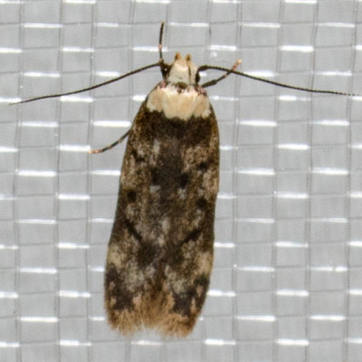 1067 White-shouldered House-Moth (Endrosis sarcitrella)