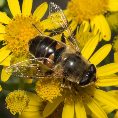 Drone Fly (Eristalis tenax)