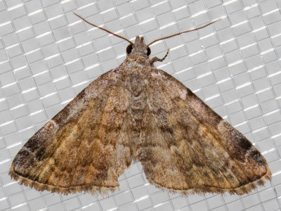 8322 American Idia (Idia americalis)