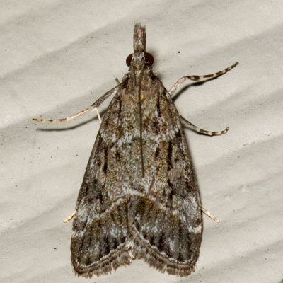 4722 (Eudonia rectilinea)