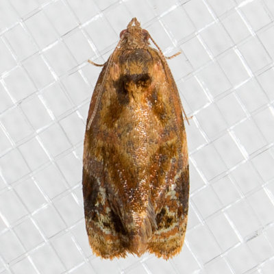 3692 Apricot moth (Ditula angustiorana)