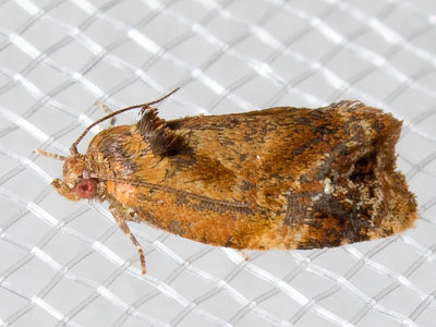 3692 Apricot moth (Ditula angustiorana)