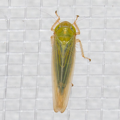 Leafhoppers Noid