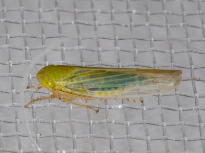 Leafhoppers Noid