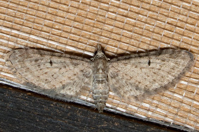 7476 (Eupithecia misturata)