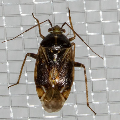 Deraeocoris sp.