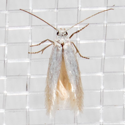 1081  Elachista epimicta    (Elachista epimicta)