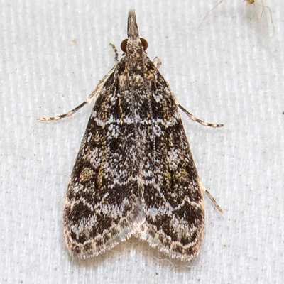 4735 Eudonia echo