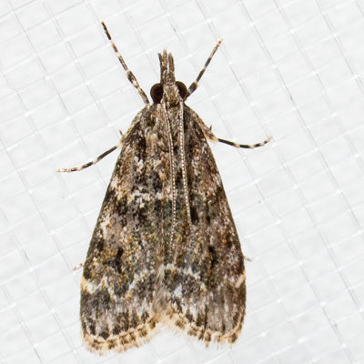 4735 Eudonia echo