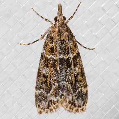4735 Eudonia echo