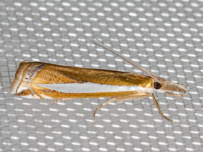 5357 Leach's Grass-veneer (Crambus leachellus)