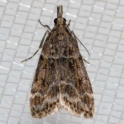 4735 Eudonia echo
