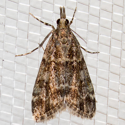 4735 Eudonia echo