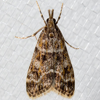 4735 Eudonia echo