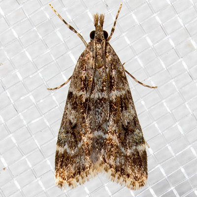 4735 Eudonia echo