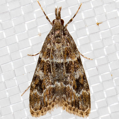 4735 Eudonia echo