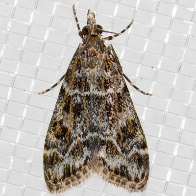 4735 Eudonia echo