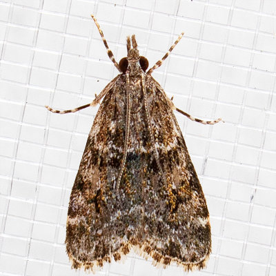 4735 Eudonia echo