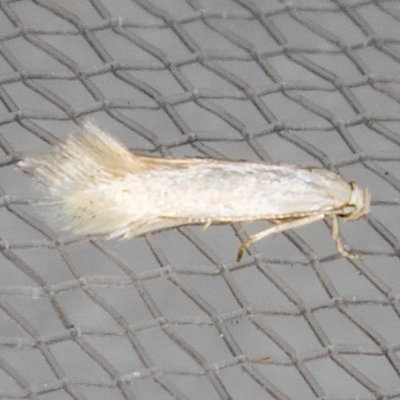 1081  Elachista epimicta    (Elachista epimicta)