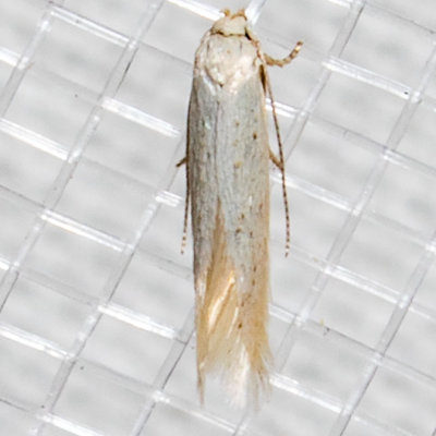 1081  Elachista epimicta     (Elachista epimicta)