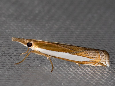 5357 Leach's Grass-veneer (Crambus leachellus)