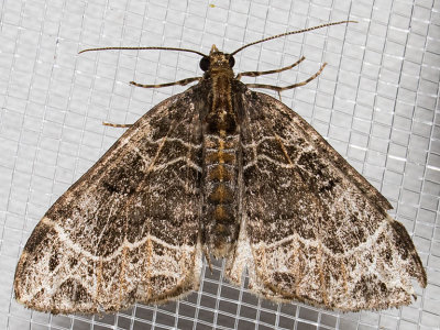 7213 Small Phoenix (Ecliptopera silaceata)