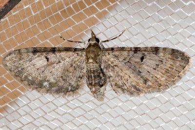 7476 (Eupithecia misturata)