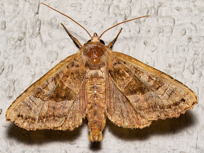 9547 Brown Angle Shades (Phlogophora periculosa)