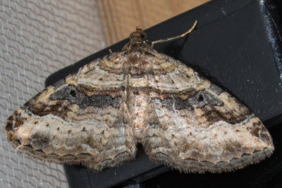 7416 Bent-line Carpet (Costaconvexa centrostrigaria)