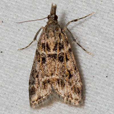 4735 Eudonia echo