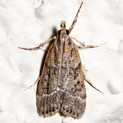 4722 (Eudonia rectilinea)