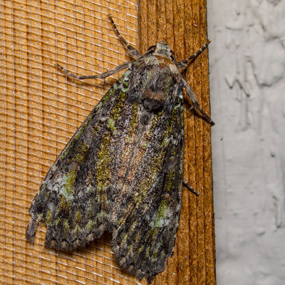 11000 Green Arches (Anaplectoides prasina)