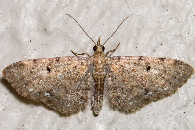 7474 Common Eupithecia (Eupithecia miserulata)