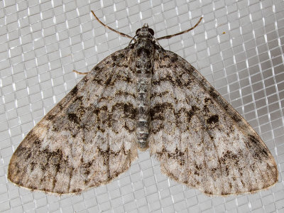 7312 Double-banded Carpet (Spargania magnoliata)