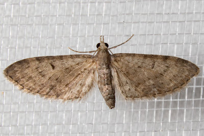 7476 (Eupithecia misturata)