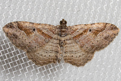 Bent-line Carpet (Costaconvexa centrostrigaria)