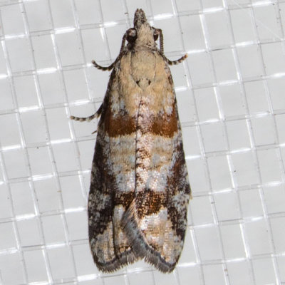 3269 Red-striped Needleworm Moth (Epinotia radicana)