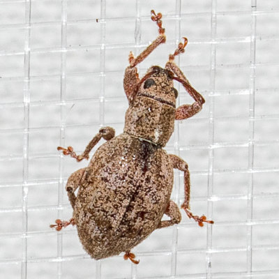 Obscure Root Weevil (Sciopithes obscurus) (T)