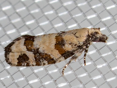 3269 Red-striped Needleworm Moth (Epinotia radicana)